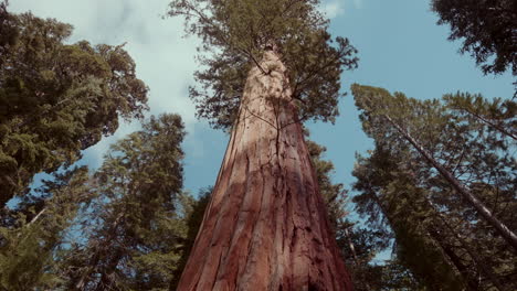 giant sequoia in a redwood forest