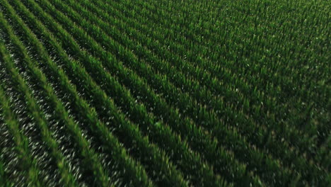 flying over green corn field in biscoe, prairie county, arkansas, united states - drone shot