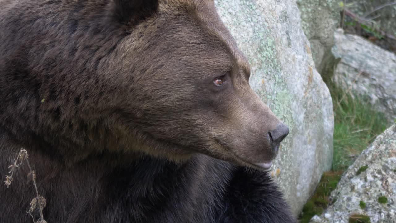 Orso bruno eurasiatico seduto a riposo in una foresta rocciosa europea - Primissimo piano