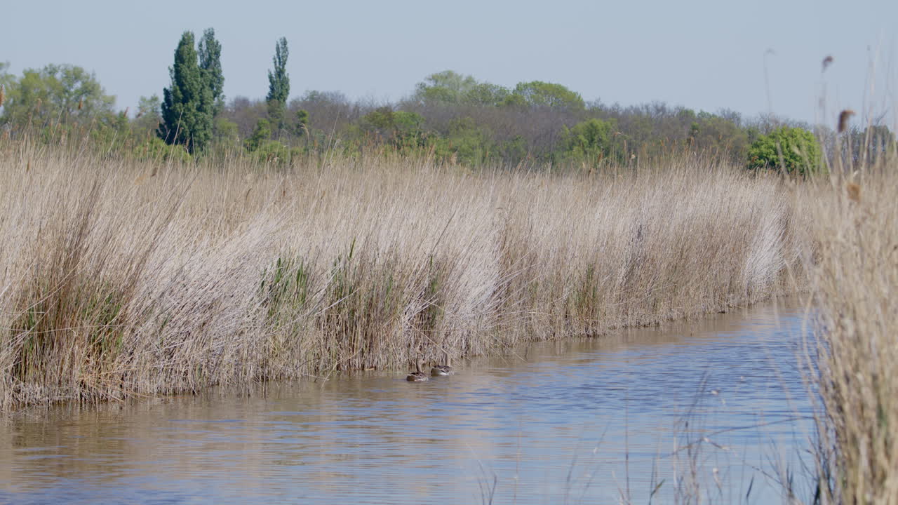 호수 에서 수영 하는 그레이라그 거위 가족 의 넓은  ⁇