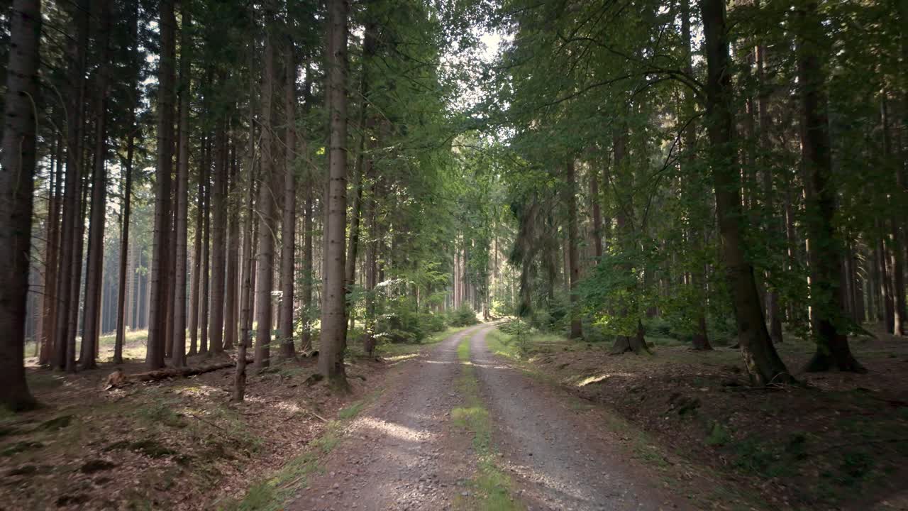 un sentiero illuminato dal sole attraverso una foresta lussureggiante