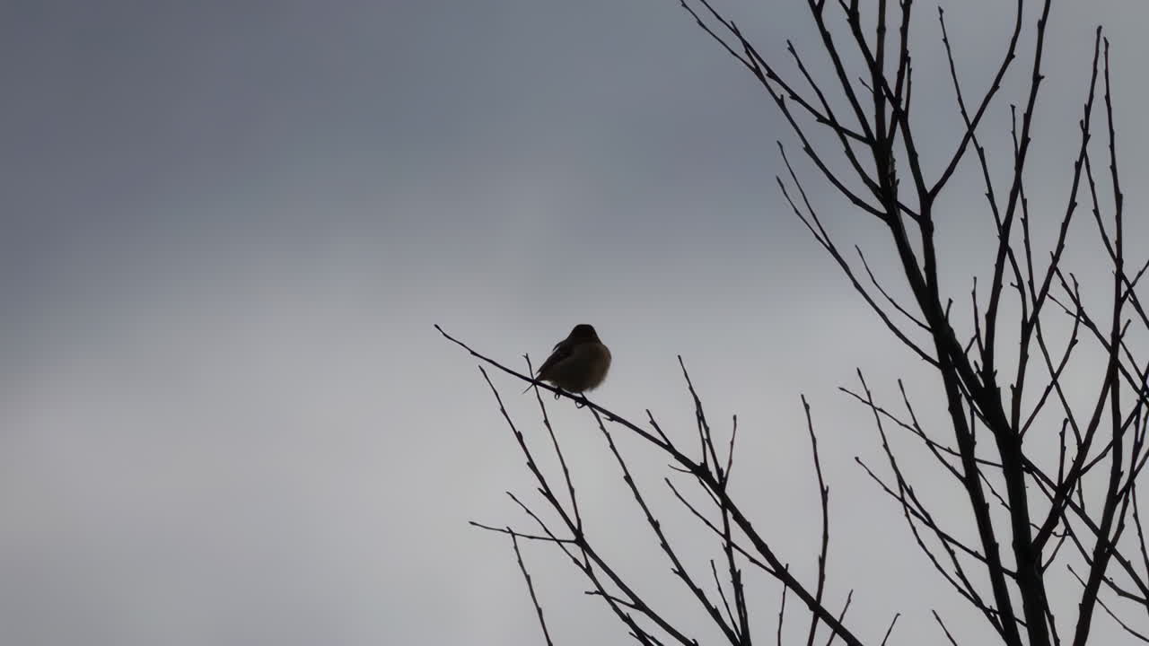 Small Bird on Bare Tree Branches