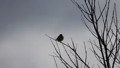small bird on bare tree branches