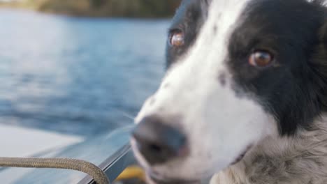 Süße-Zeitlupenaufnahme-Eines-Hundes,-Der-Glücklich-Aus-Dem-Boot-Schaut