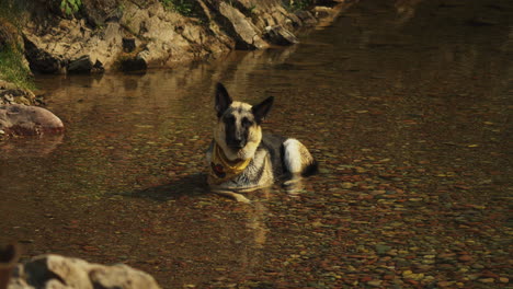 beating the heatwave - a german shepherd dog cools off from the summer heat by laying in the creek on a camping trip to glacier national park in montana