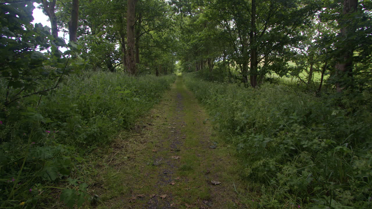 extra wide shot looking down the wooded approach lane to Kirkmadrine Chapel