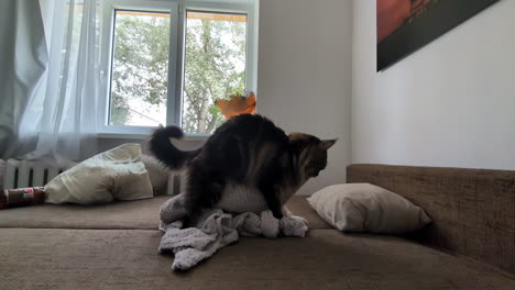 cat on a blanket getting comfortable