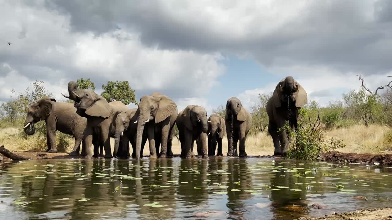 Wide shot of a herd of African elephants drinking, Greater Kruger