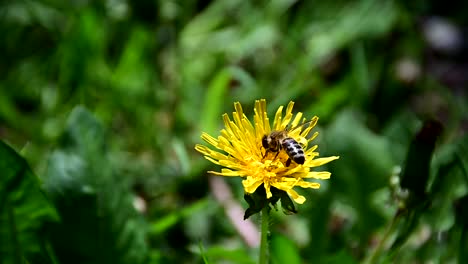 Biene-Sammelt-Pollen-Von-Gelben-Blüten