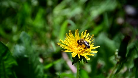 Abeja-Recogiendo-Polen-De-Flor-Amarilla