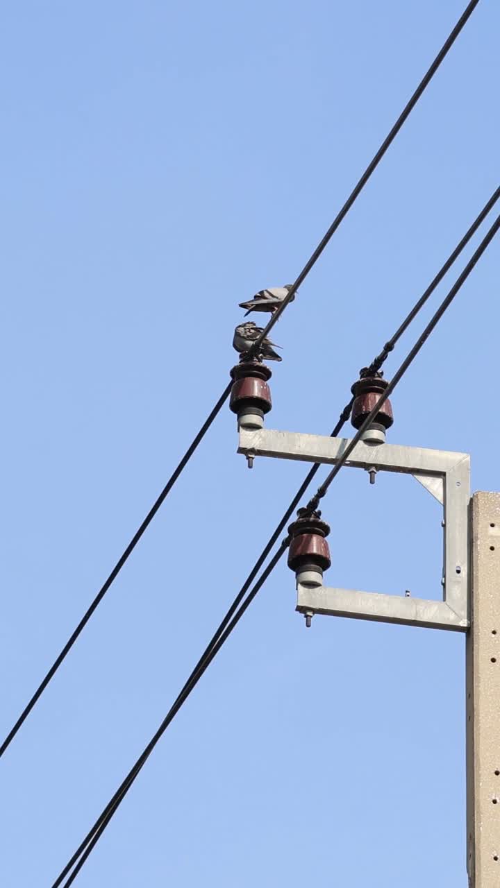 el pájaro se mueve a lo largo de cables eléctricos y postes.