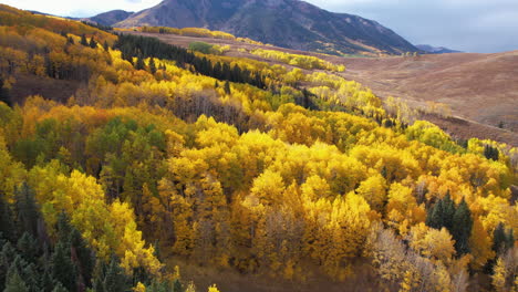 flying above beautiful yellow aspen tree forest on sunny autumn day, drone shot