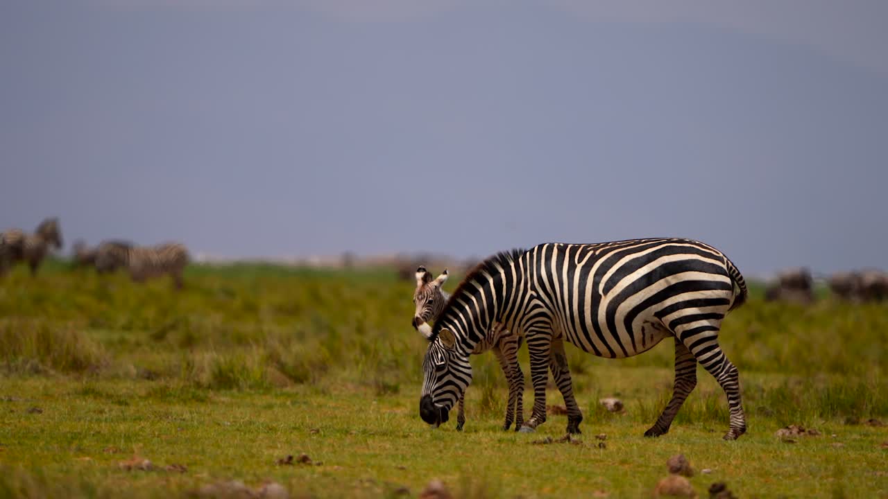 Afrikansk zebramor og føl græsser på gyldne sletter