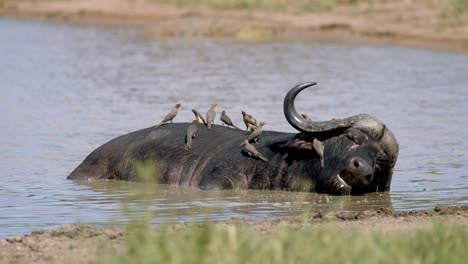 Búfalo-Africano-Del-Cabo-Disfruta-En-Barro-Y-Pájaros-En-Su-Espalda,-Cámara-Lenta-De-Fotograma-Completo