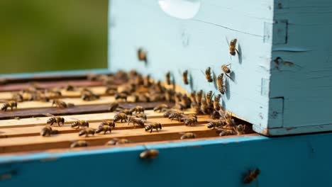 a close-up view of busy bees swarming around a beehive, highlighting their essential role in pollination and honey production in a vibrant garden environment