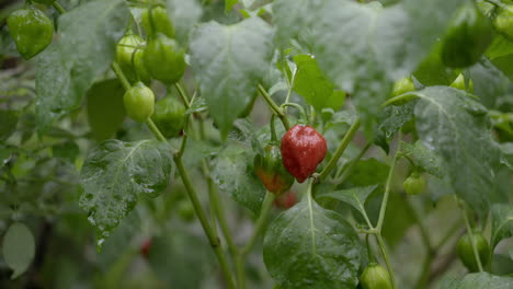 red and green peppers in a plant