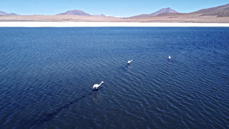 visão aérea da longa sombra de um flamingo voando através de salinas na bolívia