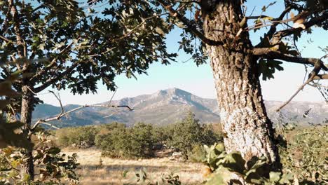 sierra norte mountain range with trees in foreground