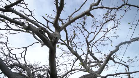 close up of tree branches with few leaves after storm with powerlines background in key west, florida pan right