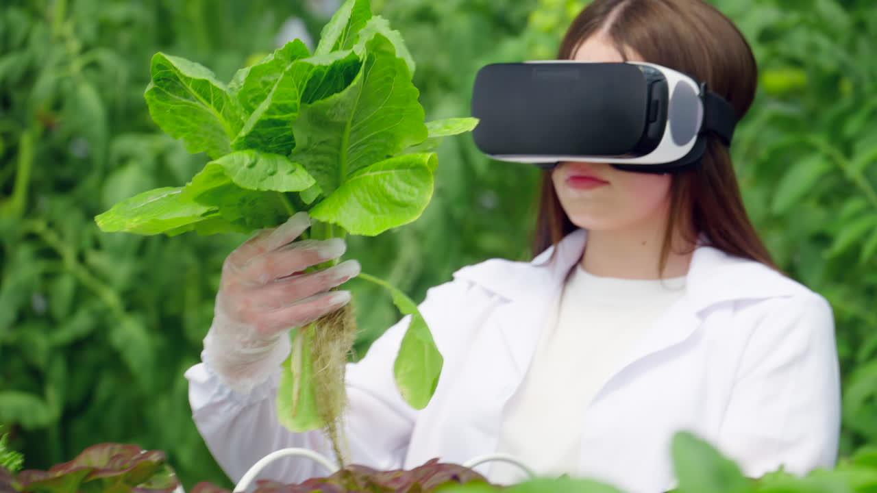 Laboratory technician in a white coat wearing a Virtual Reality headset, analysing lettuce grown with the Hydroponic method in a greenhouse