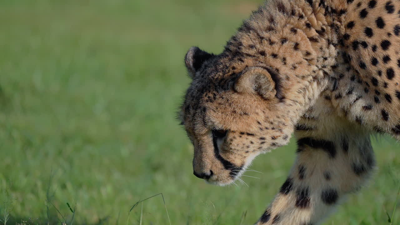 Cheetah in Grass