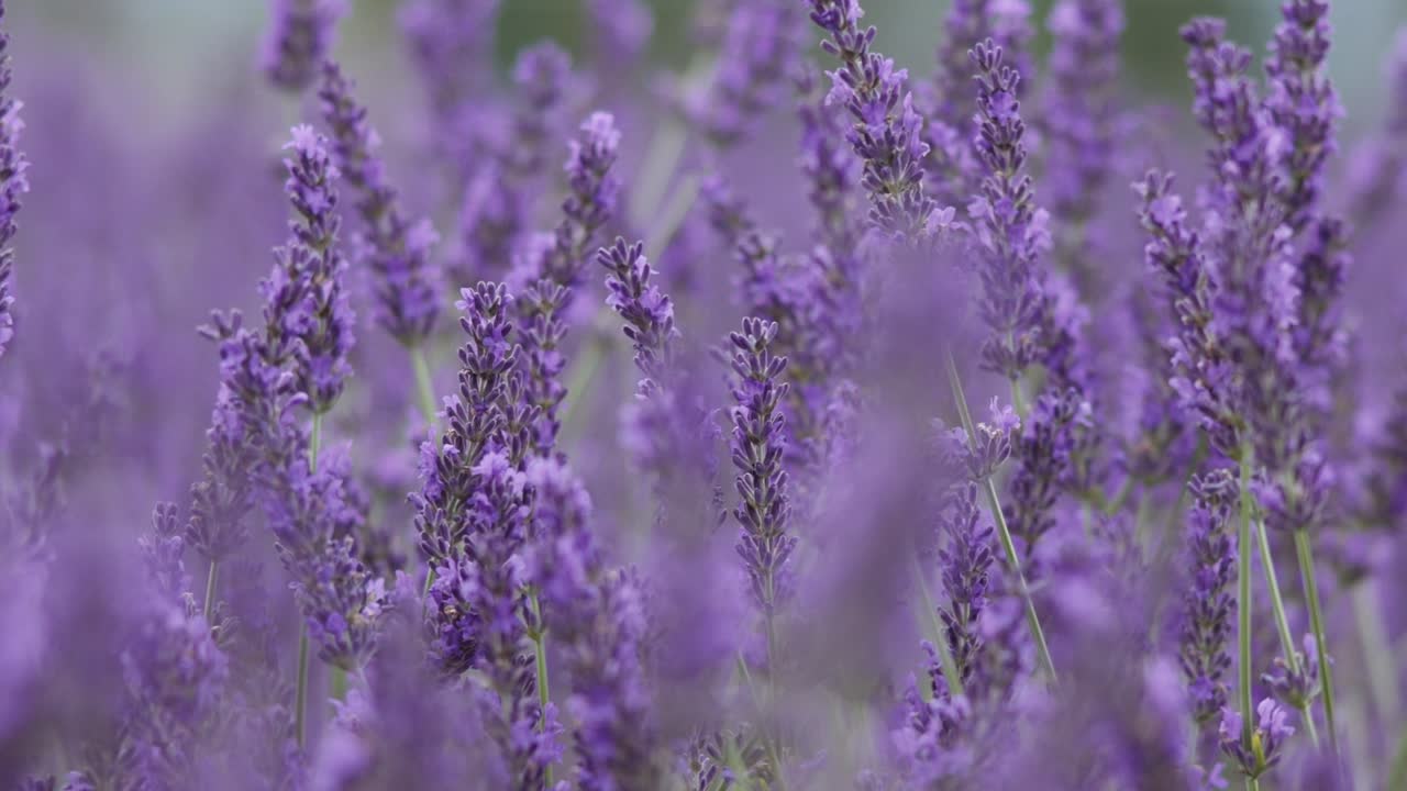 movimiento lento campo de lavanda en el viento