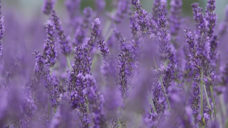 Slow-motion-lavender-field-in-the-wind