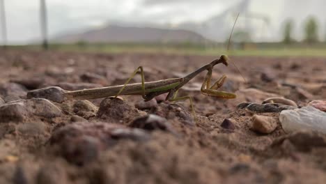 green praying mantis on ground