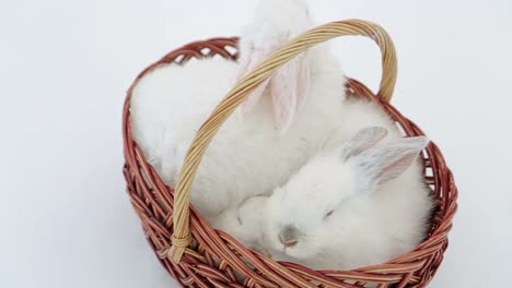 pretty white fluffy bunny isolated on white background