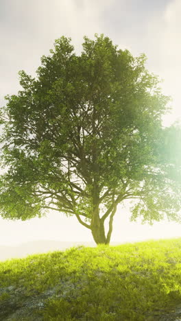 a single tree stands tall in a grassy field, bathed in sunlight.