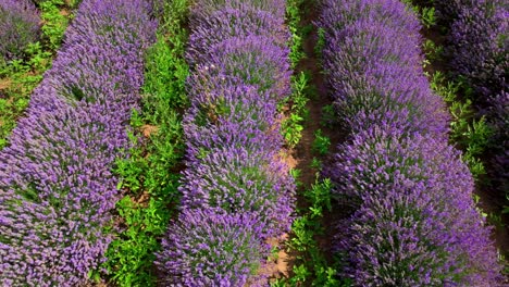 una vista impresionante de campos de lavanda bañados en el cálido resplandor del sol - toma aérea de retroceso