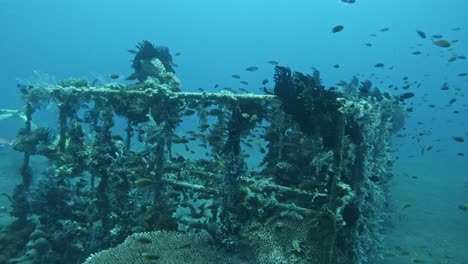 Wiederherstellung-Von-Korallenriffen,-Nachwachsende-Korallen,-Wiederaufbau-Von-Korallenriffen-In-Bali,-Tulamben