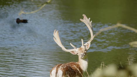 fallow deer looking back at camera with flowing river in background