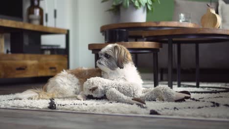 Boomer-dog-resting-head-on-fluffy-toy,-gets-up-and-walks-away,-medium-shot