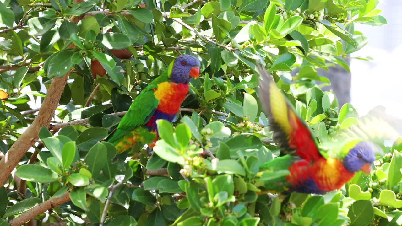 다채로운 로리케이트가 활기찬 잎자루 속에서 교류하고 있습니다.