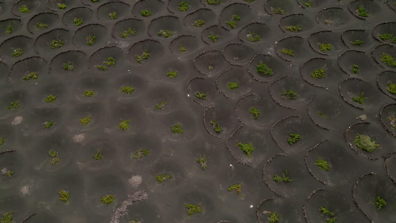 Cultivation of vineyards in volcanic terrain. Aerial top view. Agriculture in volcanic terrain. Volcanic earth funnels and plants inside. Lanzarote. Canary Islands. Spain.