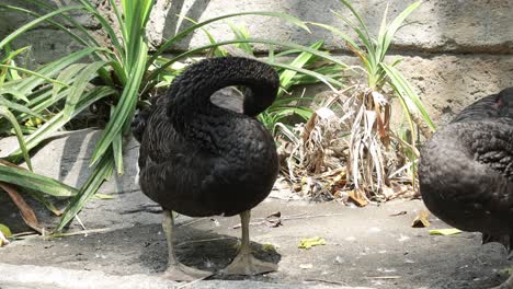 Black Swan Preening