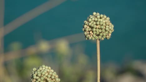 primer plano de una flor allium antonii bolosii endémica de españa, isla de menorca, islas baleares