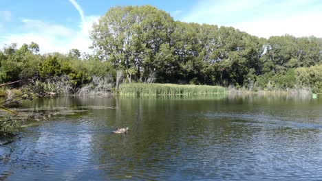 Black-swan-and-mallard-ducks-create-patterns-in-water-of-picturesque-lake-in-summertime