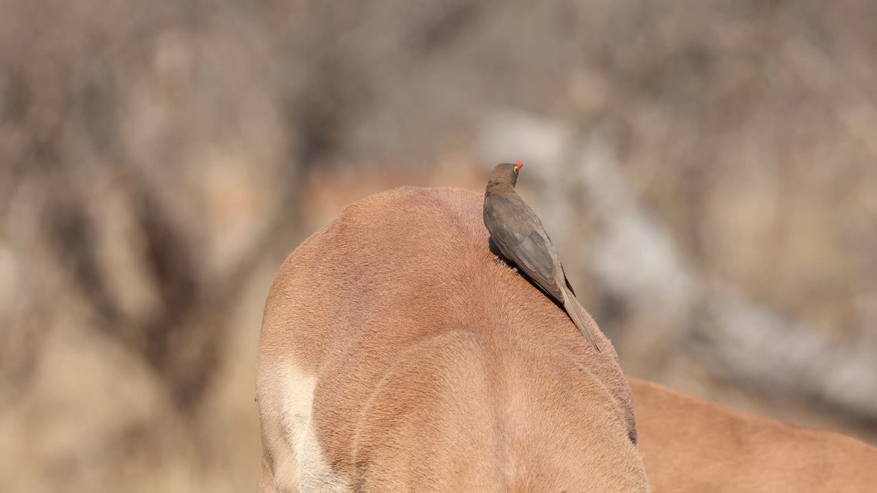 Medium shot of a red-billed oxpecker sitting on the back of a male impala, Greater Kruger.