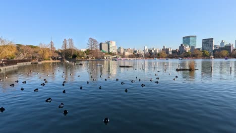 birds floating peacefully on water with city backdrop