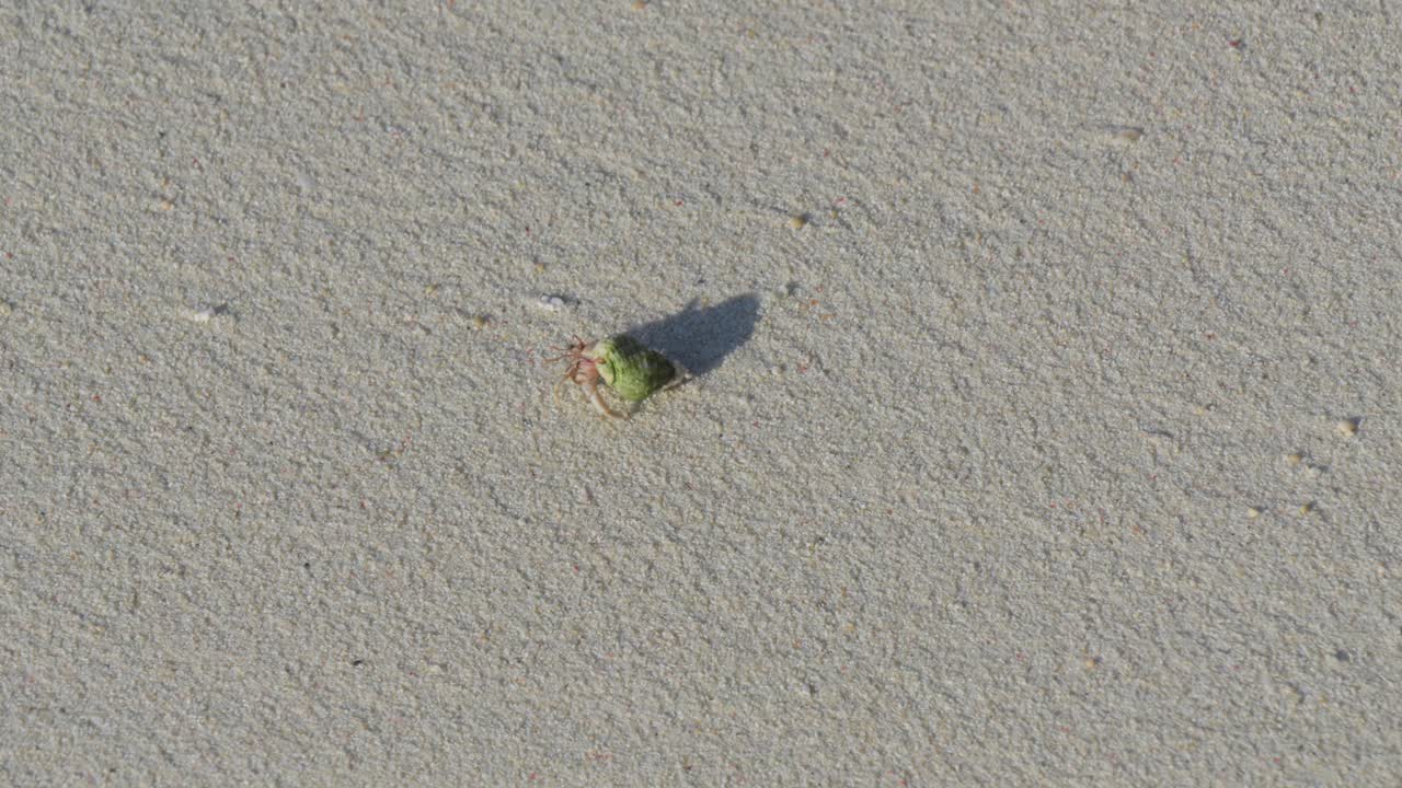 모래 해변 에 있는 은신자 크래브