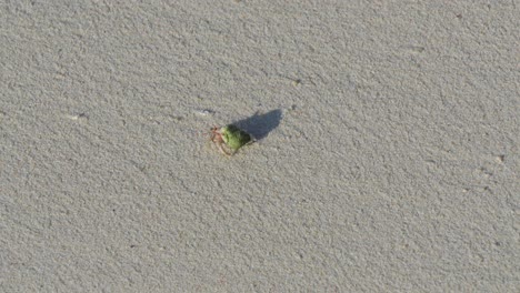 cangrejo ermitaño en una playa de arena