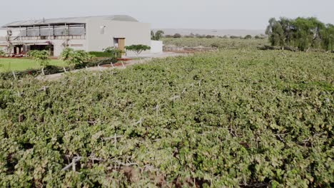 bodega con viaje de viñedos hacia el edificio en ica, perú - drone uhd