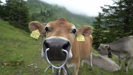 close up of brown dairy cow in switzerland with a metal bull nose ring