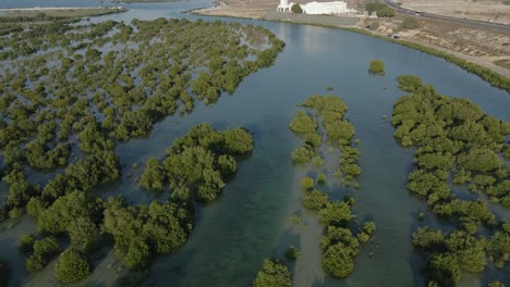 Top-view-of-Umm-Al-Quwain-Mangroves,-United-Arab-Emirates,-UAE-mangroves