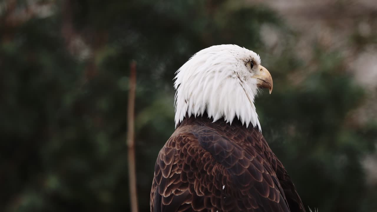 retrato de águila calva de estados unidos pájaro vida silvestre