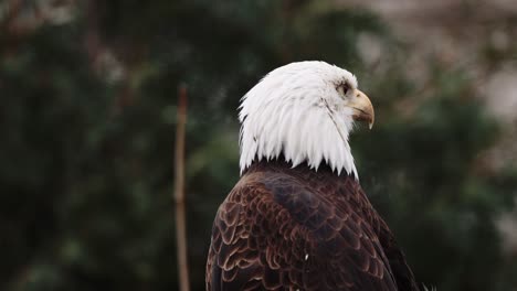 retrato de águila calva de estados unidos pájaro vida silvestre