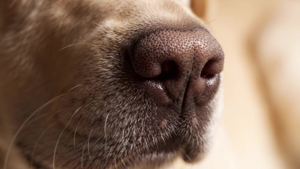 Primer Plano del Hocico de un Perro: Una Mirada Detallada a la Textura y Características de la Nariz de un Labrador en Dos Cautivadores Encuadres.