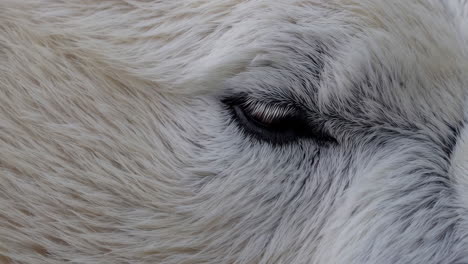 close-up of a polar bear's eye